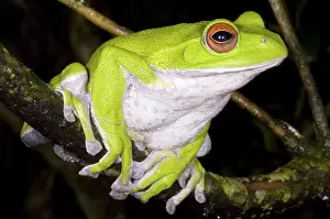 Rhacophorus: Japanese Rhacophoprid Frog