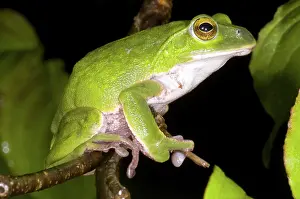 Rhacophorus: Japanese Rhacophoprid Frog