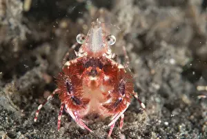 Poke: Japanese Rock Shrimp during night dive