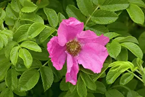 Rugosa: Japanese rose in flower. Garden