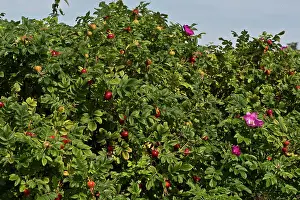 Rosehip: Japanese Rose (Rosa rugosa). Vrangeskov, Denmark