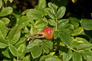 Rosehip: Japanese Rose (Rosa rugosa). Vrangeskov, Denmark
