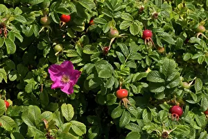 Rosehip: Japanese Rose (Rosa rugosa). Vrangeskov, Denmark