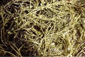 D. W. Greenslade: JAPANESE SEAWEED
