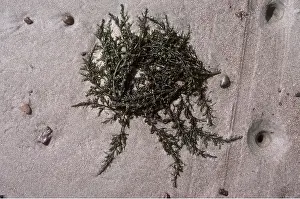 Stranded: JAPANESE SEAWEED -STRANDED