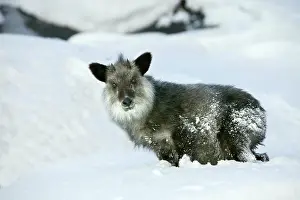 Serow: Japanese Serow
