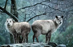 Serow: JAPANESE SEROW - female and kid