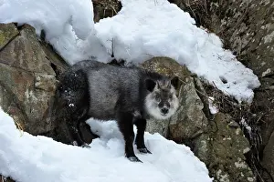 Crispus: Japanese Serow in snow