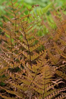 Dryopteris: Japanese Shield Fern