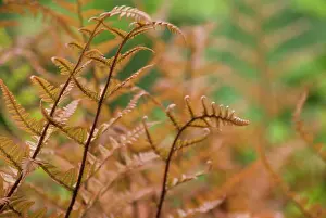Dryopteris: Japanese Shield Fern