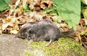 Moles: Japanese SHREW-mole
