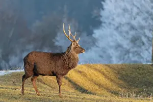 Covering: A Japanese sika deer stag (Cervus nippon nippon) stands on a