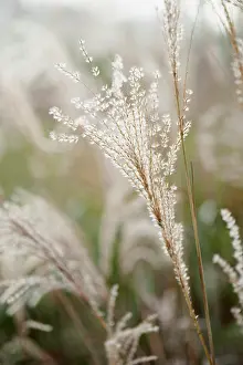 Miscanthus: Japanese silver grass, Miscanthus sinensis Sirene