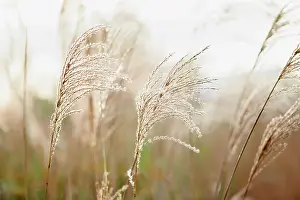 Miscanthus: Japanese silver grass, Miscanthus sinensis Sirene
