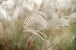 Miscanthus: Japanese silver grass, Miscanthus sinensis Sirene