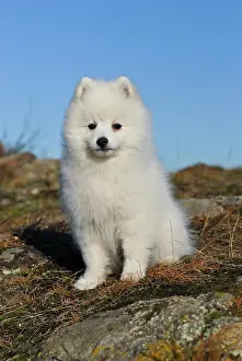 Spitz: Japanese Spitz or Nihon Supittsu sitting on a rocky
