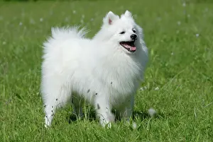 Spitz: Japanese Spitz or Nihon Supittsu standing in a meadow