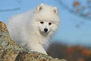 Spitz: Japanese Spitz or Nihon Supittsu standing on a rock