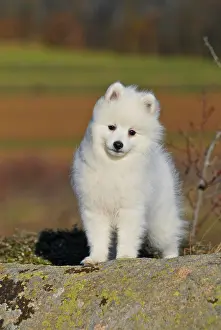 Spitz: Japanese Spitz or Nihon Supittsu standing on rocks