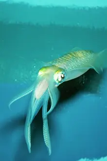 Lessoniana: Japanese SQUID