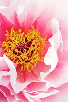 Cycle: Japanese tree peony Yaezakura, Paeonia suffruticosa