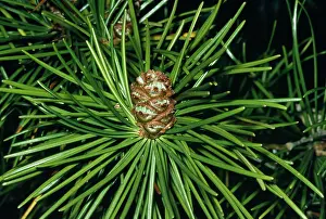Verticillata: Japanese Umbrella Pine