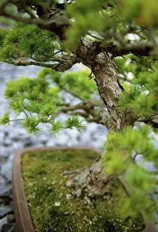 Maturing: Japanese White Pine