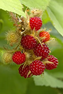 110219: Japanese wineberry (Rubus phoenicolasius)