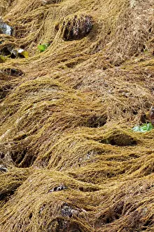 Fucales: Japanese wireweed. Bretagne, Cetes-d'Armor, Pleubian