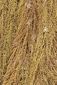 Fucales: Japanese wireweed. Bretagne, Cetes-d'Armor, Pleubian
