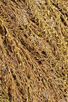 Fucales: Japanese wireweed. Bretagne, Cetes-d'Armor, Pleubian