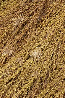 Fucales: Japanese wireweed. Bretagne, Cetes-d'Armor, Pleubian