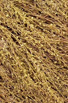 Fucales: Japanese wireweed. Bretagne, Cetes-d'Armor, Pleubian