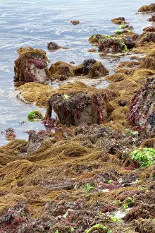 Fucales: Japanese wireweed. Bretagne, Cetes-d'Armor, Pleubian