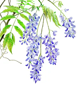Wisteria: Japanese wisteria
