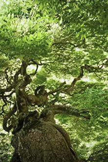 Curved: Japanesepagodatree