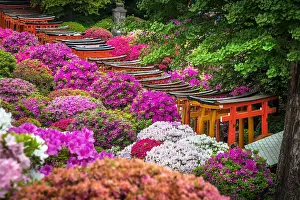 Jinja: Japanese's garden Nezu jinja, azalea in fulll blum