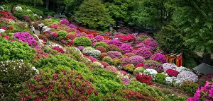 Jinja: Japanese's garden Nezu jinja, azalea in fulll blum