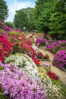 Rhododendron: Japanese's garden Nezu jinja, azalea in fulll blum
