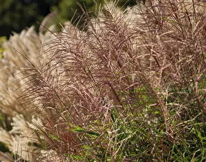 Miscanthus: Japanesesilvergrass