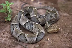 Bothrops: Jararaca