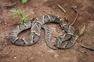 Bothrops: Jararaca