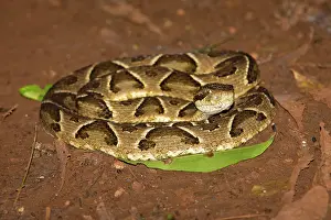 Augustin Esmoris: Jararaca (Bothrops jararaca)