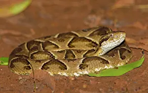 Augustin Esmoris: Jararaca (Bothrops jararaca)