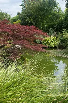 Acer: Jardin de Valrianes - Acer palmatum purpureum, hosta