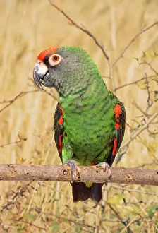 Parrots: Jardineos Parrot