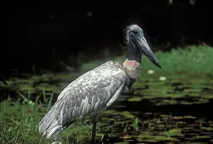 Campeche: Jaribu