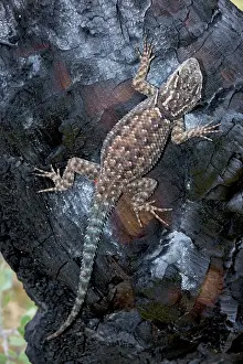 Sceloporus: Jarrow's Spiny Lizard - on log burned by forest