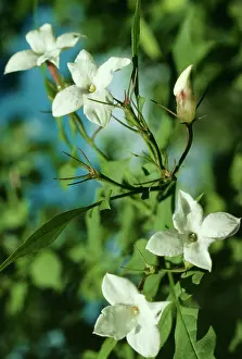 Jasmine: Jasmine