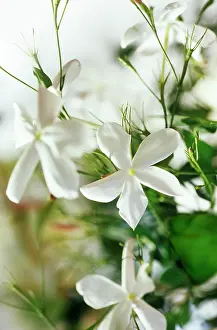 Jasminum: Jasmine